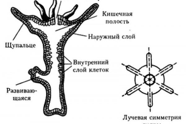 Что с кракеном сайт на сегодня